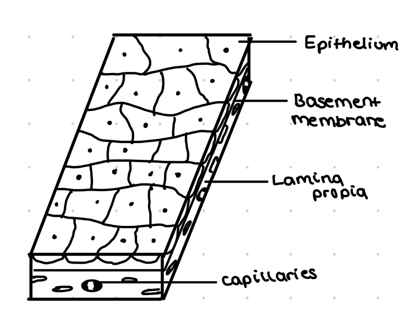 <ul><li><p>Sometimes known as pavement epithelial cell</p></li><li><p>Flattened cells</p></li><li><p>Layer of single flattened cells sit on basement membrane</p></li><li><p>Forms lining of blood vessels and alveoli</p></li></ul>