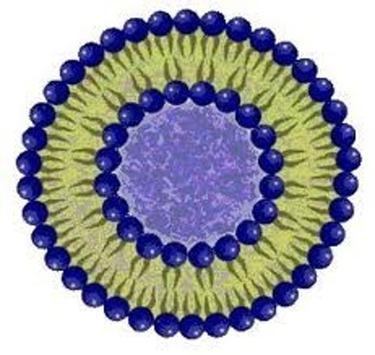 <p>The structure formed by two tailed lipids when mixed with water, it consists of a spherical bilayer withthe hydrophobic tails pointing inwards and the hydrophillic heads pointing outwards in close contact with each other and the water.</p>