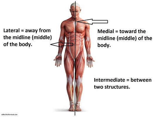 <p>Medial</p>