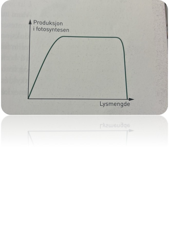 <p>I avsnittet om pigmentene som deltar i den lysavhengige delen av fotosyntesen, viste figuren på side 169 fargene i lysspekteret, og hvordan forskjellige pigmenter absorberer ulike bølgelengder av lys. Det er opplagt at dersom en plante er plassert i ren, grønt lys, vil klorofyll og flere an</p><p class="MsoNormal">dre pigmenter i rent, grønt lys, reflektere det grønne lyset og absorbere svært lite. Det vil komme lite fra klorofyllmolekylene til å skaffe energi, og fotosystem II kommer ikke i gang. Derfor er <em>lyskvaliteten</em> viktig for den lysavhengige reaksjonen i fotosyntesen. I noen gartnerier kan du se at gartneren bruker lysrør som bare gir rødfarget lys, fordi klorofyll utnytter dette lyset så godt.<br><br>Det finnes en grense for hvor lite lys planter kan leve i; det vil si hvor <em>svakt</em> lyset kan være hvis planter skal kunne overleve og vokse. Årsaken er den samme som vi nevnte ovenfor: Lite lys gir få eksiterte klorofyllmolekyler, det blir lite fotosyntese og derfor liten produksjon. Omvendt kunne vi tenke oss at en gartner satte på et svært sterkt lys i drivhuset for å øke produksjonen maksimalt. Når alle kloroplastene og klorofyllet i dem er «i arbeid», har planten en maksimal produksjon. Da sier vi at produksjonen er lysmettet. For sterkt lys kan faktisk svi pigmentene, med den følge at kloroplastene blir ødelagt og går til grunne.</p>