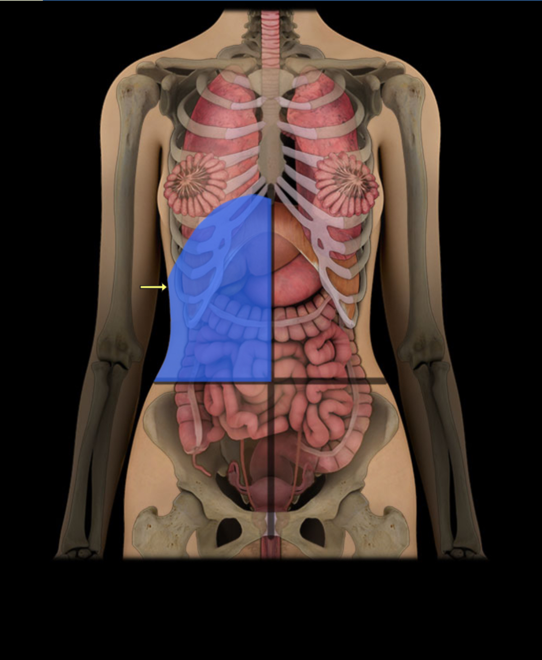 <p><span style="color: red;"><strong>Upper right abdomen</strong></span>; <strong>contains liver, gallbladder.</strong></p>