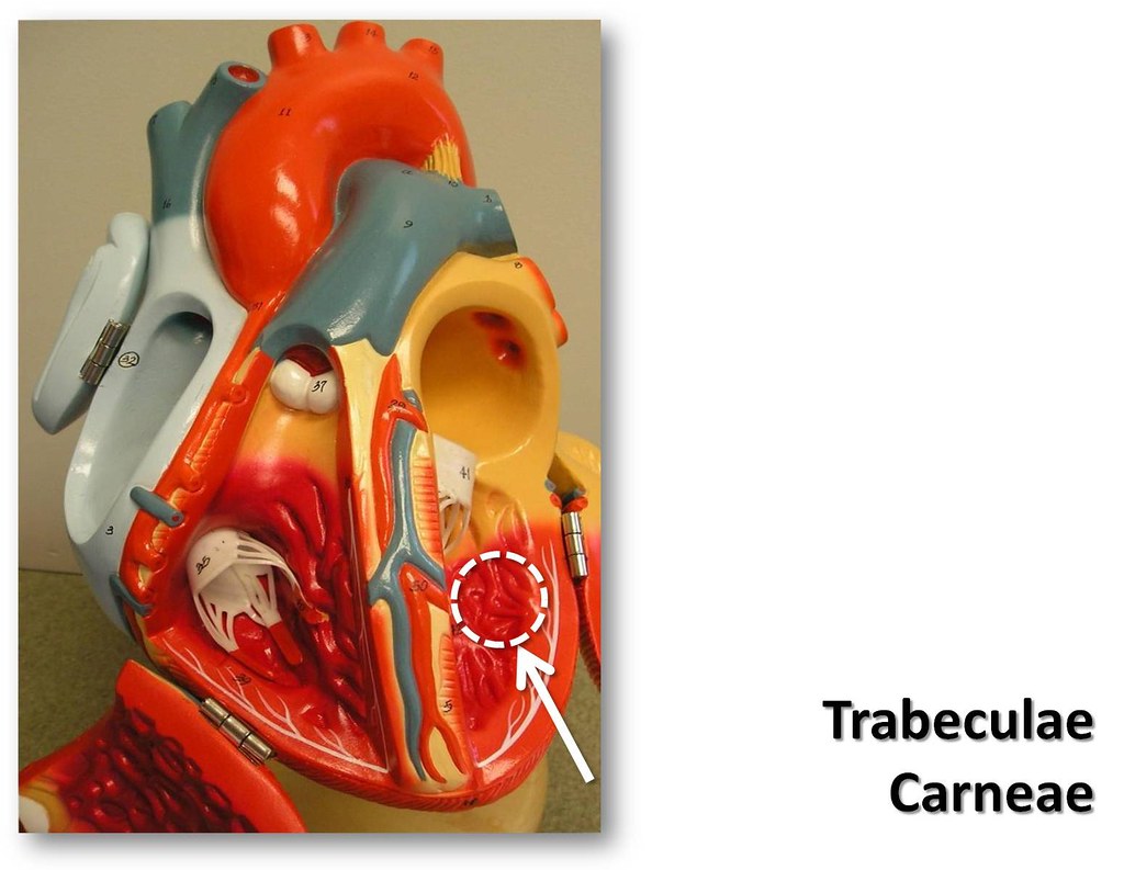 * The endocardial lining of the ventricles