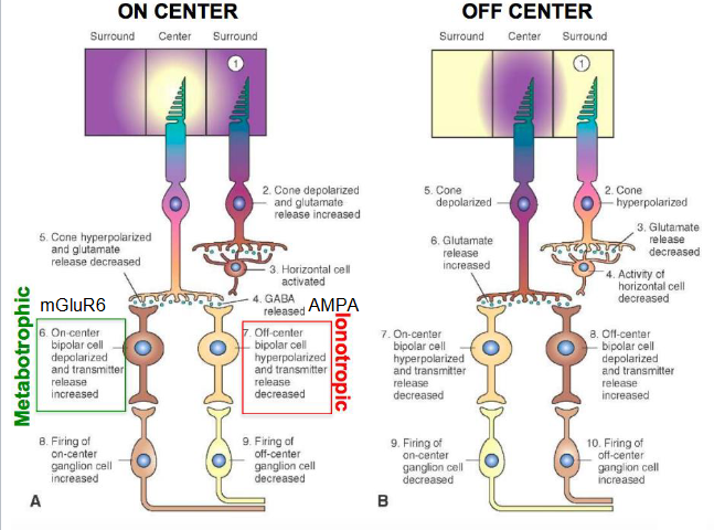 <p>The region in the retina where light affects cell activity.</p><p>Bipolar cells have a center surround field </p><ul><li><p>Center circle</p></li><li><p>Donut ring around it</p></li></ul><p>Can be on center or off center</p><ul><li><p>On center = excited by light in the center of the field and inhibited by light around it. Most responsive when surrounding is dark and center is light.</p></li><li><p>Off center = excited by light around and inhibited by light in the center. Respond best when dark in the middle light around.</p></li></ul><p>On and Off receptor bipolar cells respond differently to glutamate based on the type of receptor they have.</p><ul><li><p>On center receptor has a mGluR6 receptor which is metabotropic → Binding of glutamate makes them less excited → Hyperpolarization</p></li><li><p>Off center receptor has an AMPA receptor which is ionotropic → Binding of glutamate causes depolarization</p></li></ul><p>If Light in the center → Photoreceptor in the center gets hyperpolarized → Less glutamate release → On center bipolar cell gets depolarized → Transmitter tells on center ganglion cell to fire more. Less glutamate → off center receptors less excited → hyperpolarization → firing of off center ganglion cell decreased. Dark in the surroundings → photoreceptor in the surroundings depolarized → glutamate released → horizontal cells activated → accentuate contrast.</p><p>If dark in the center → Photoreceptor in the center gets depolarized → more glutamate released → On center bipolar cell hyperpolarized → less transmitter → less firing of on center ganglion cells. More glutamate → off center bipolar cell depolarized → more transmitter released → more firing of off center ganglion cell. Light in the surroundings → photoreceptor in surroundings hyperpolarized → less glutamate released → horizontal cell activity decreased.</p><p>The ganglion cells that are activated start an action potential.</p>