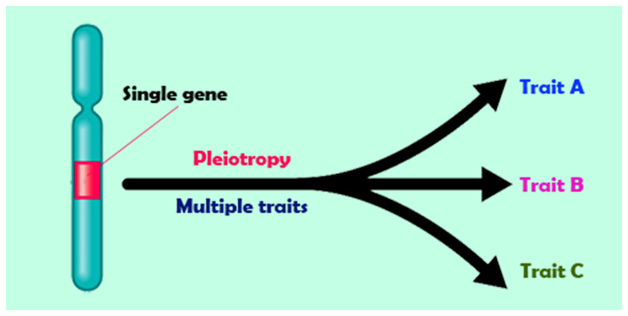 <p><span style="background-color: rgba(102, 0, 178, 0.08);"><strong><span>when 1 gene influences many different traits</span></strong></span>. </p>