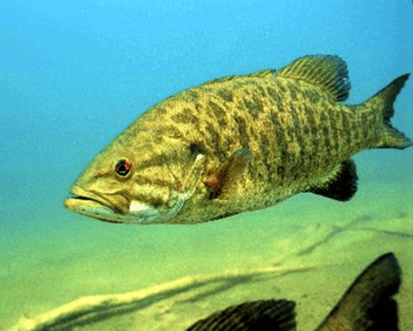 <p>FACTS:</p><p>- found in warmer water (streams/lakes)</p><p>- have compressed bodies</p><p>------------------</p><p>YOUNG:</p><p>- eat zooplankton and insect larva</p><p>------------------</p><p>OLD:</p><p>- are carnivorous</p><p>- needs clear water to hunt prey</p>