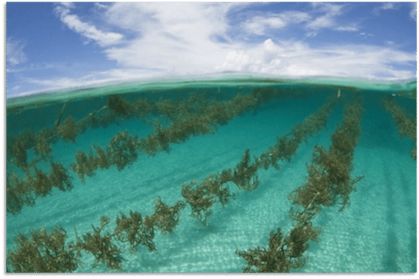 <p>E: Eukaryota</p><p>K: Plantae</p><p>P: Rhodophyta</p><p>C: Florideophyceae</p><p>O: Gigartinales</p><p>F: Solieriaceae</p><p>"smothering seaweed" - coral mimic</p><p>accounts for over 80% of global production of carrageenans, red alga with triphasic life history with an alternation of isomorphic generations, thalli can double in size within 30 days, bottom and floating monoline methods used (BENEATH THE TIDE)</p><p>high growth rate, spreads by fragmentation, outcompetes native algae and coral, grows over coral shading it from sunlight, no native predators in Hawai'i, introduced in 1974 for aquaculture with intentions of cultivating it for carrageenan</p><p>causes shifts in ecosystem (was once coral dominated but now algae dominated with low diversity), and habitat loss greatly affects recreational and commercial fisheries</p>