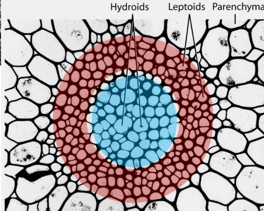 <p>transport water and minerals (like xylem)</p>