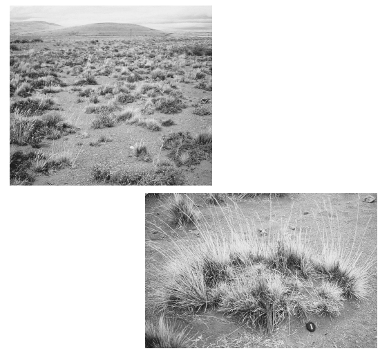 <p>how do <strong>organisms affect soil formation?</strong></p>