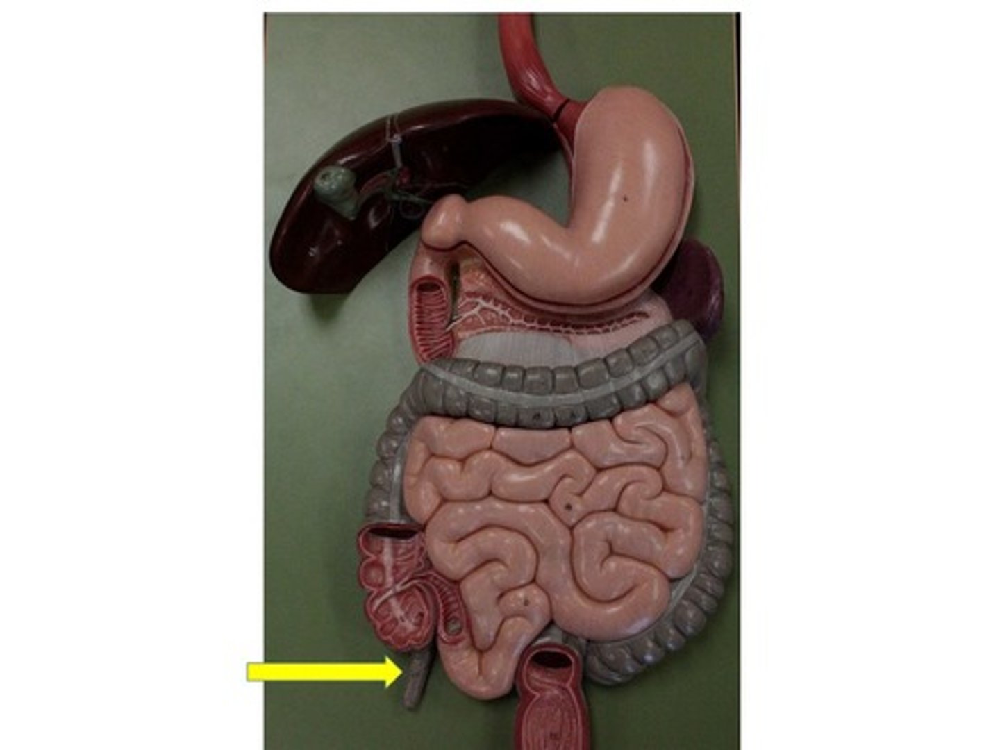 knowt flashcard image
