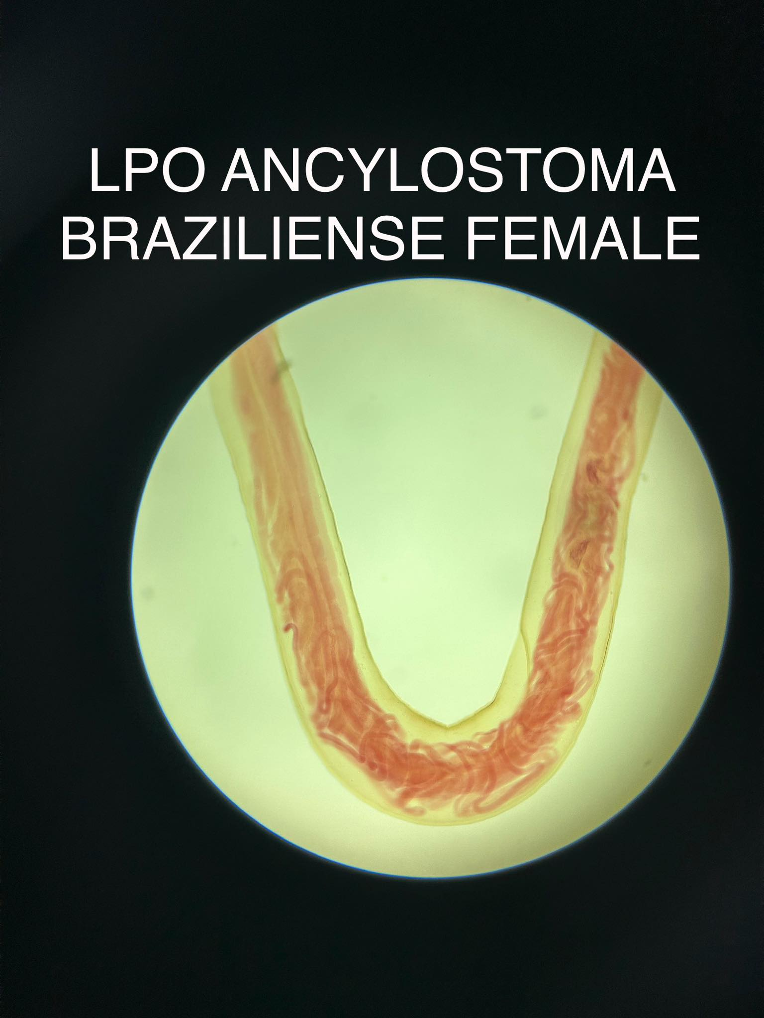 <p>Ancylostoma braziliense</p>