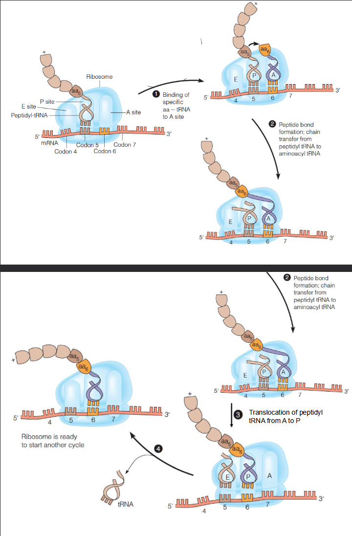 <ol><li><p>binding of specific aa-tRNA to A (amino-acyl) site</p></li><li><p>Peptide bond formation at P (peptidyl) site; chain tranfer from p-tRNA to aa-tRNA</p></li><li><p>translocation of p-tRNA from A to P</p></li></ol><p></p>