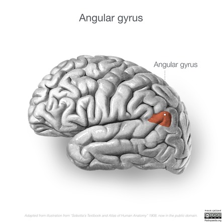 <p>what is the function of the angular gyrus? where is it located?</p>