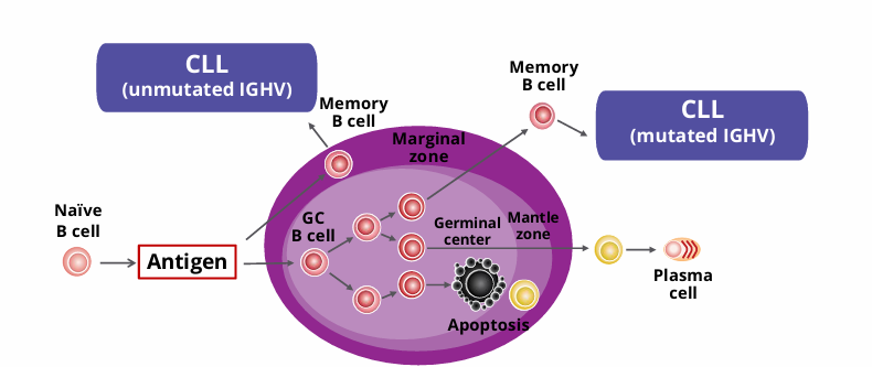 <p>-IGHV mutation</p>