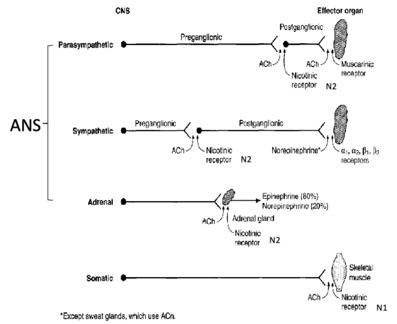 <p>N1 = skeletal muscle</p><p>N2 = autonomic ganglia</p>