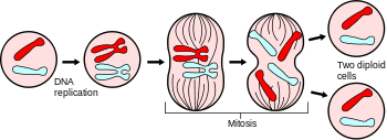 <p></p><ol><li><p>Chromosomes duplicate</p></li><li><p>Sub-cellular structures duplicate</p></li><li><p>Chromosomes are pulled to each side of cell</p></li><li><p>The cytoplasm and cell membrane divide (into two identical daughter cells)</p></li></ol><p></p>