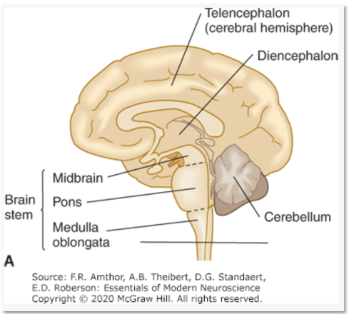 <p>Cerebral hemisphere and main lobes of cerebrum</p><p>• Limbic system</p><p>• Corpus striatum</p><p>• Olfactory Bulb</p><p>• Internal gray matter subcortical structures</p>