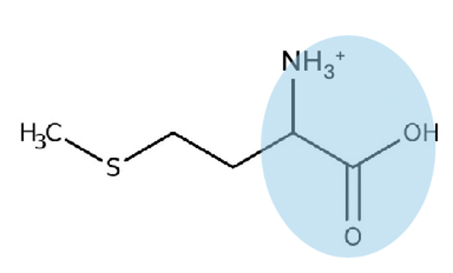 <p>+1 charge on zwitterion</p>
