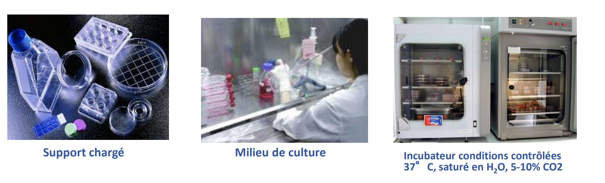 <p><br>La culture cellulaire consiste à faire croître des cellules en dehors de leur environnement naturel, dans des conditions strictement contrôlées (supports stériles, incubateur conditions contrôlées 37°C, saturé en H2O, 5-10% CO2).</p>
