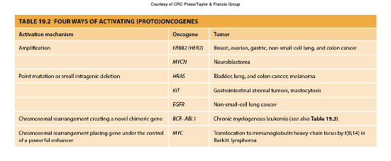 <p>The process in which normal proto-oncogenes become oncogenes through mutations or chromosomal rearrangements, contributing to uncontrolled cell growth and cancer development. </p>