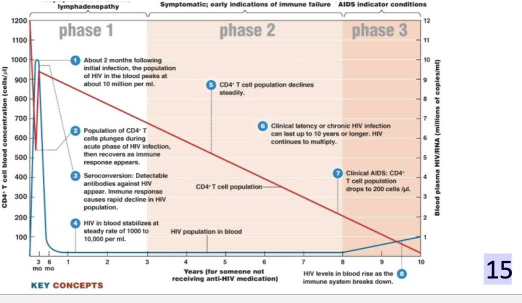 <p><span style="color: rgb(5, 2, 2)">Stages of HIV infection<br><strong>• Phase 1:</strong> asymptomatic</span><span style="color: blue"> ( No signs) </span><span style="color: rgb(5, 2, 2)"><br></span>• <strong>Phase 2</strong>: <mark data-color="purple" style="background-color: purple; color: inherit">CD4+</mark><span style="color: blue"><mark data-color="purple" style="background-color: purple; color: inherit"> T cells </mark><strong><mark data-color="purple" style="background-color: purple; color: inherit">decline</mark></strong></span><strong><mark data-color="purple" style="background-color: purple; color: inherit"> </mark></strong><span style="color: inherit"><mark data-color="purple" style="background-color: purple; color: inherit">steadily; only a few infected cells more </mark></span><mark data-color="purple" style="background-color: purple; color: inherit">persistent</mark><span style="color: inherit"><mark data-color="purple" style="background-color: purple; color: inherit"> infection </mark></span><span style="color: rgb(5, 2, 2)"><br><strong>release the virus; </strong>a few serious disease symptoms ( fever, and oral leukoplakia)<br><strong>• Phase 3</strong>: </span><span style="color: blue">AIDS develops;</span><span style="color: rgb(5, 2, 2)"> the CD4+ is count below 200 cells/μl; <br>risk for many opportunistic infections and rare cancers</span></p><p></p>