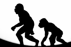 Evolutionary change above the species level; the formation of new species