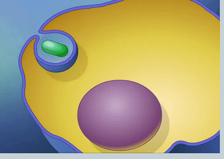<p>What is Endocytosis? </p>