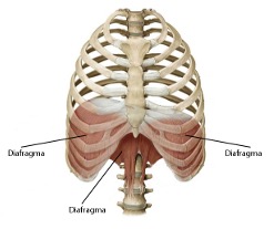 <p><span><span>middenrifspier</span></span></p><p><span><span>vormt de scheiding tussen borstholte en buikholte</span></span></p><p><span><span>functie: door contractie van het diafragma vergroten van de borstholte ifv inspiratie</span></span></p>