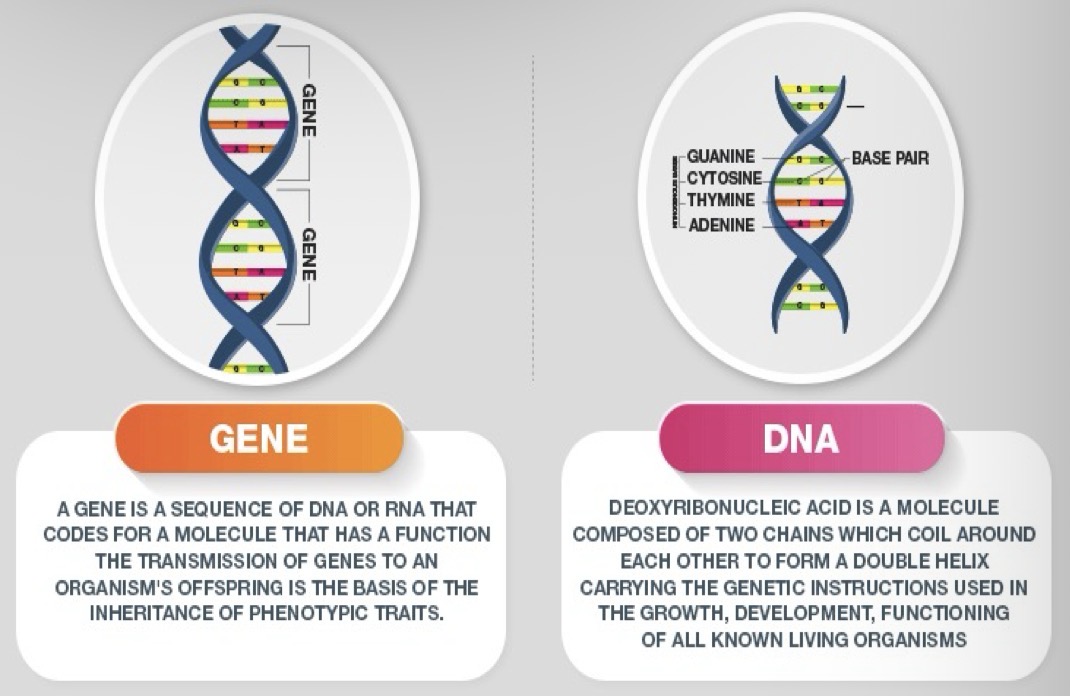 <p>Genes, determine the exact protein to be produced</p>