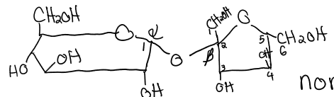 <ul><li><p>glucose (a1 → B2) fructose</p></li><li><p>nonreducing sugar&nbsp;</p></li></ul><p></p>