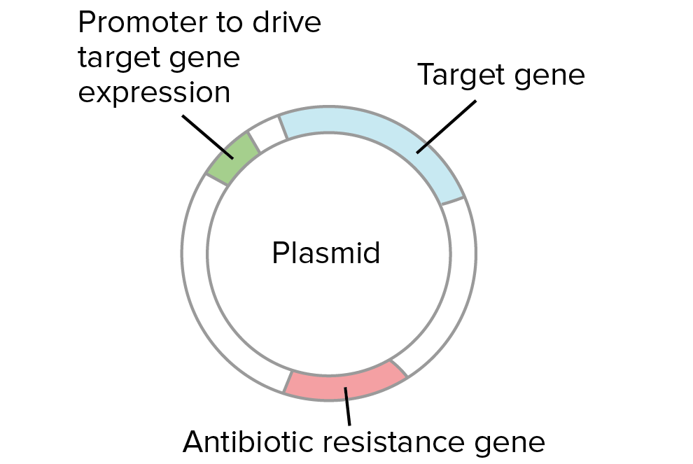 <p>function of a <strong>plasmid </strong></p>