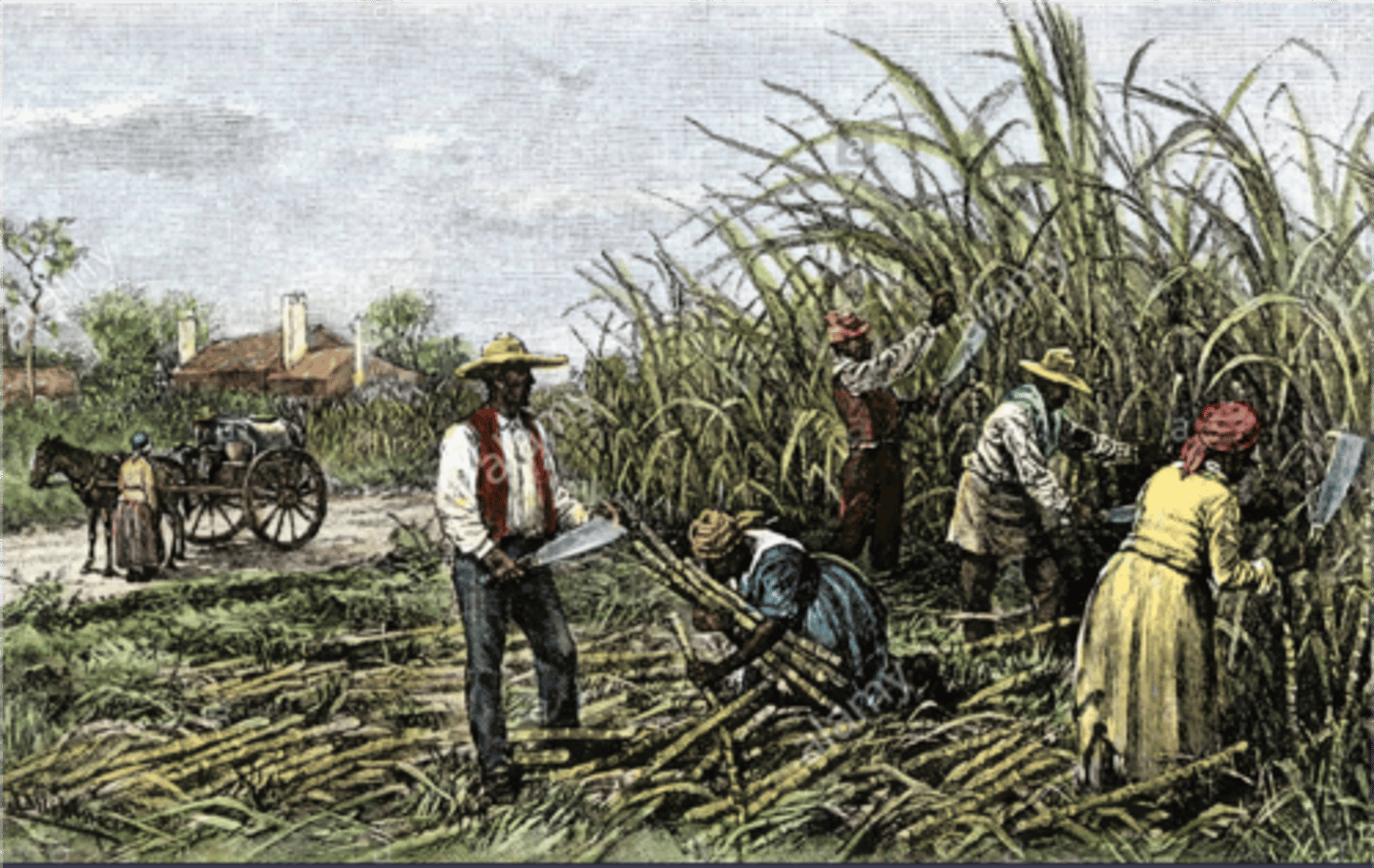 <p>Mostly Africans (Bossal/Congoes), some creoles, and a few remaining Taino Indigenous people born in Haiti. Restricted to doing hard, manual labor.</p>