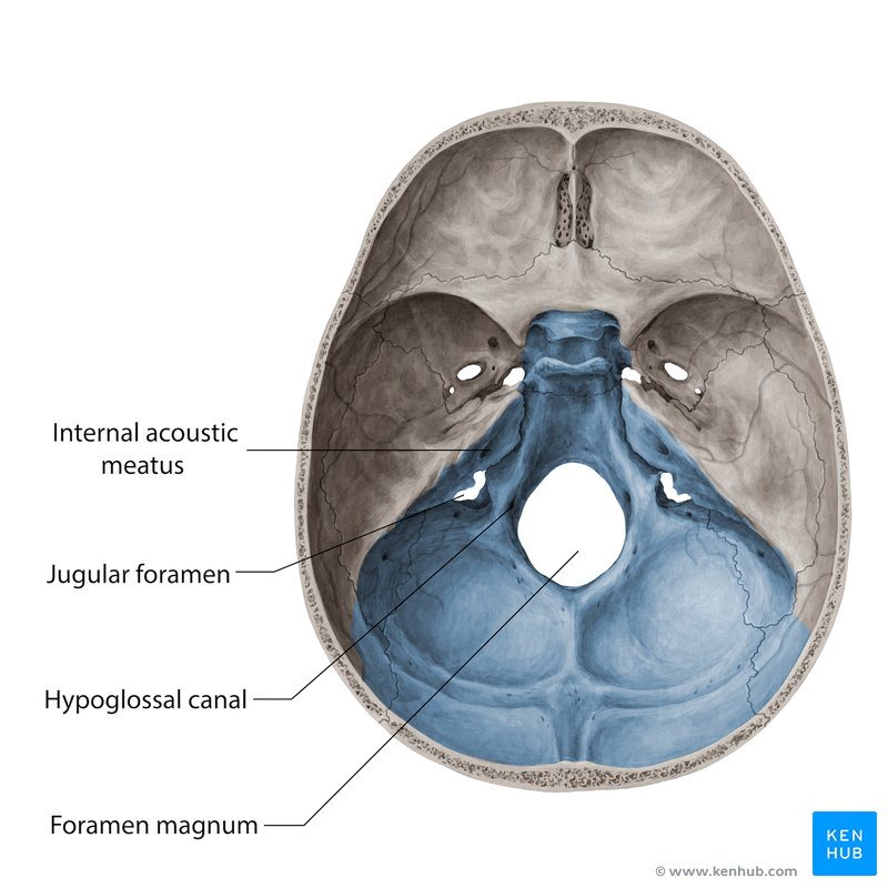 <p>foramen</p>