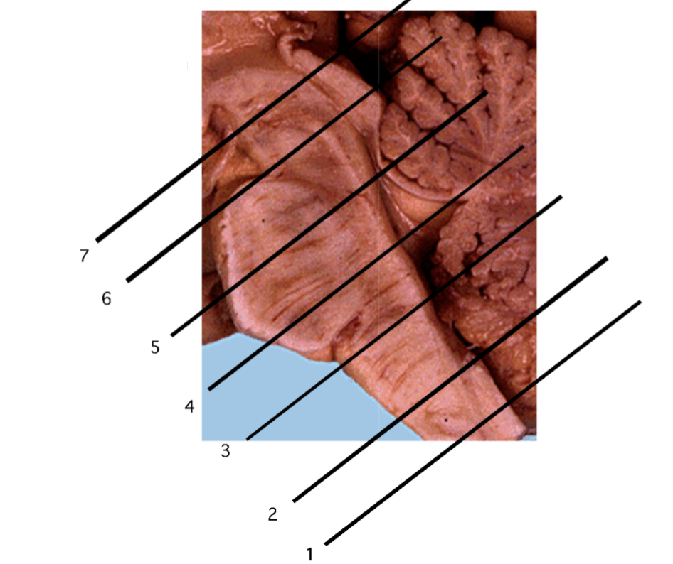 <ol><li><p>spinal cord-medulla transition</p></li><li><p>caudal (closed) medulla</p></li><li><p>middle and rostral (open) medulla</p></li><li><p>caudal pons</p></li><li><p>caudal midbrain</p></li><li><p>rostral midbrain</p></li></ol><p></p>