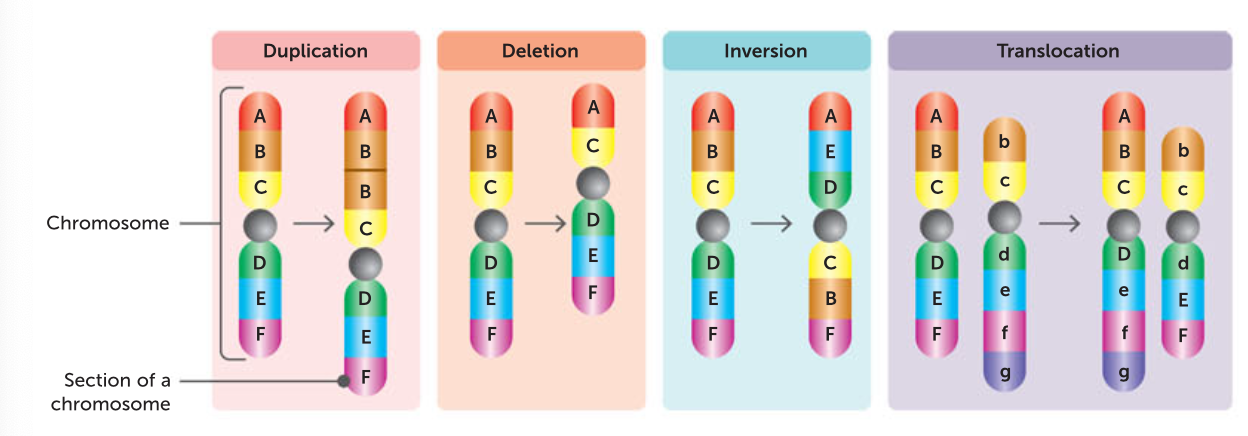 <p>deletion - a piece of DNA is removed </p><p>duplication/insertion - a section of chromosome occurs twice </p><p>Inversion - breaks occur in a chromosome and the broken piece joins back in, but the way back around.</p><p>translocation - part of a chromosome breaks off and is rejoined to the wrong chromosome </p><p>non disjunction - during meiosis, chromosome pair does not separate and so one daughter cells has an extra chromosome and one has less.</p>
