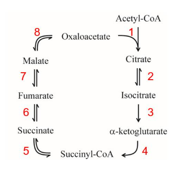 <p><strong>IClicker: </strong>Which are steps that directly produce high energy products or produce electron carriers that can be used to generate ATP?</p><p>(A) 1, 3, and 4</p><p>(B) 1 and 5</p><p>(C) 3, 4, 6, and 8</p><p>(D) 5, 6, and 8</p><p>(E) 3, 4, 5, 6, and 8</p>