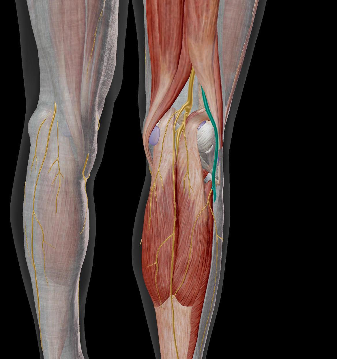 <p>M tibialis anterior / M extensor digitorum longus / M extensor hallucis longus / M peroneus longus / M peroneus brevis / M peroneus tertius / sensitif dos du pied</p>
