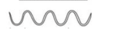 <p>Spirochetes </p>