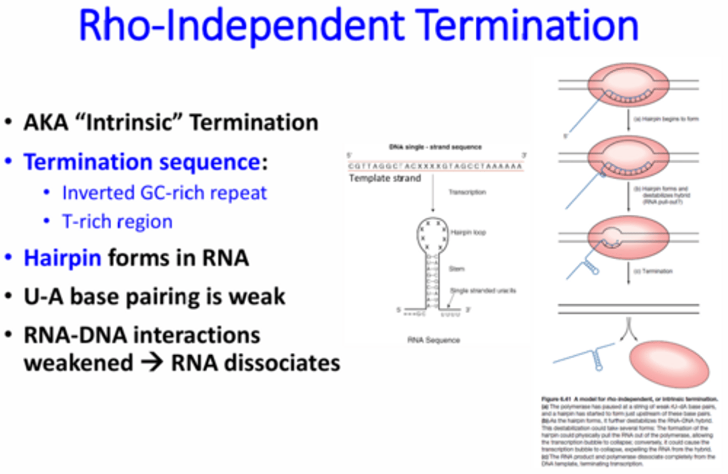 <p>Aka intrinsic termination, is the use of hairpin structures within the RNA for transcription termination - A termination sequence is transcribed that contains an inverted GC-rich repeat and T-rich regions. This forms a strong hairpin loop followed by a Poly-U tail. The bonds between the UA are much weaker than the GC bonds. The GC hairpin loop essentially pulls the Poly-U's off of the A's to remove the RNA from the DNA.</p>
