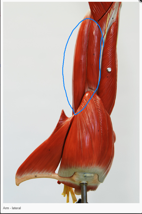 <p>what is the action of the muscle circled </p>