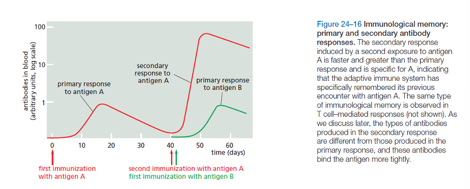<p>the secondary response is much quicker and more specific to a certain antigen the second time the immune system encounters it.</p>