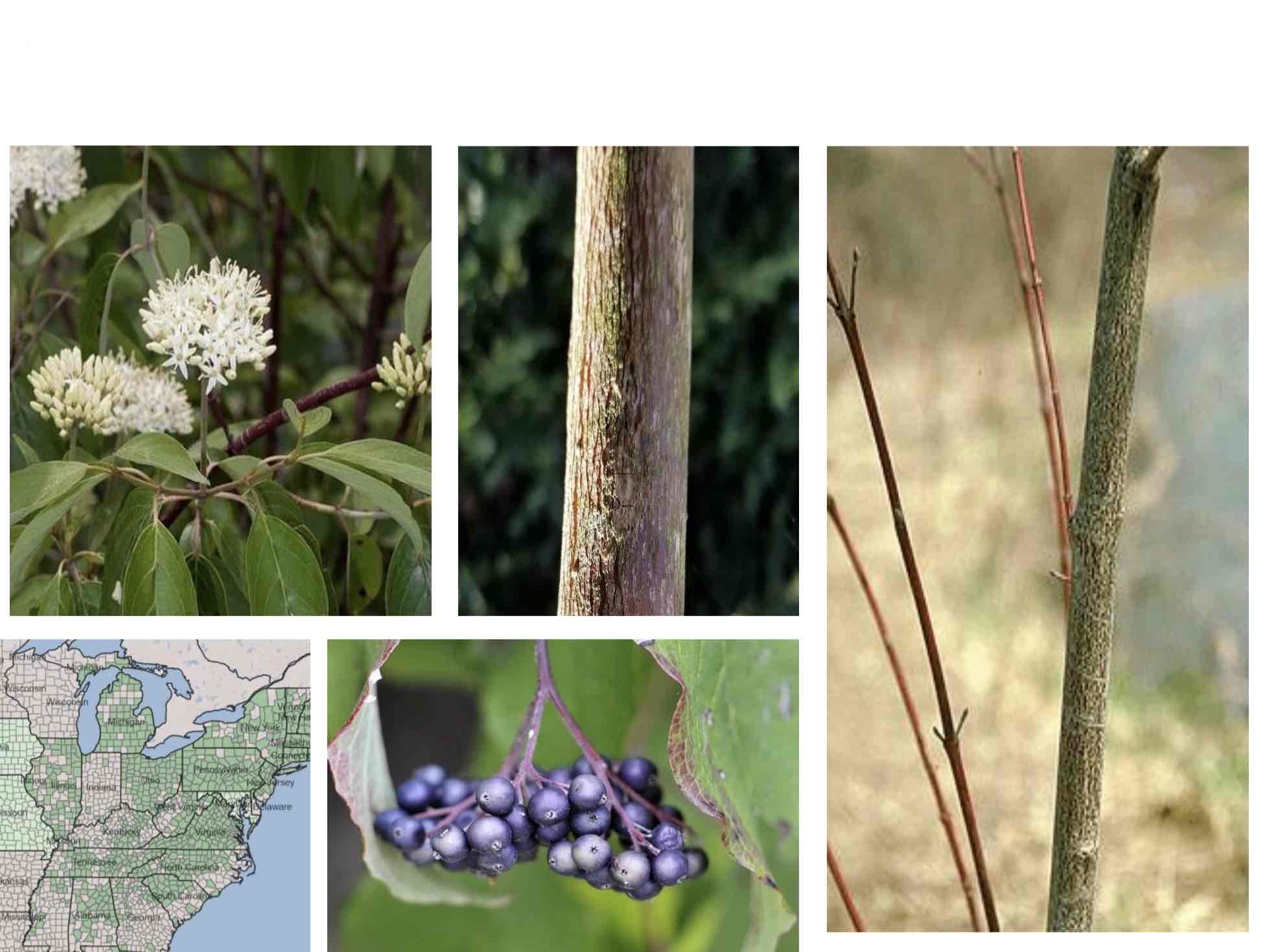 <p>Red like sericea, but it has linear markings. Sort of snake skiny. Terminal buds are sort of viburnum nudum.</p>