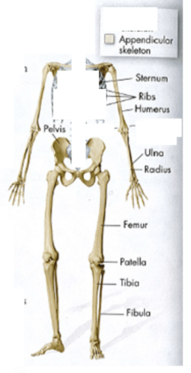 <p>Composed of 126 bones</p><p>64 bones in the pectoral girdle and upper limbs</p><p>62 in the pelvic girdle and lower limbs</p>