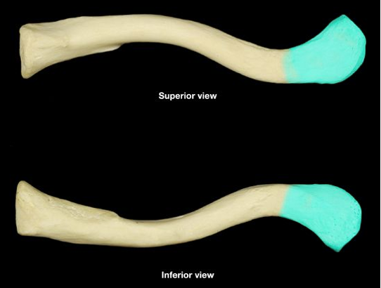 <p>the end of the clavicle that articulates with the scapula</p>