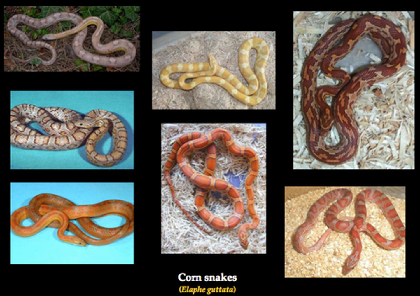 <p>Group of organisms with shared physical characteristics</p>