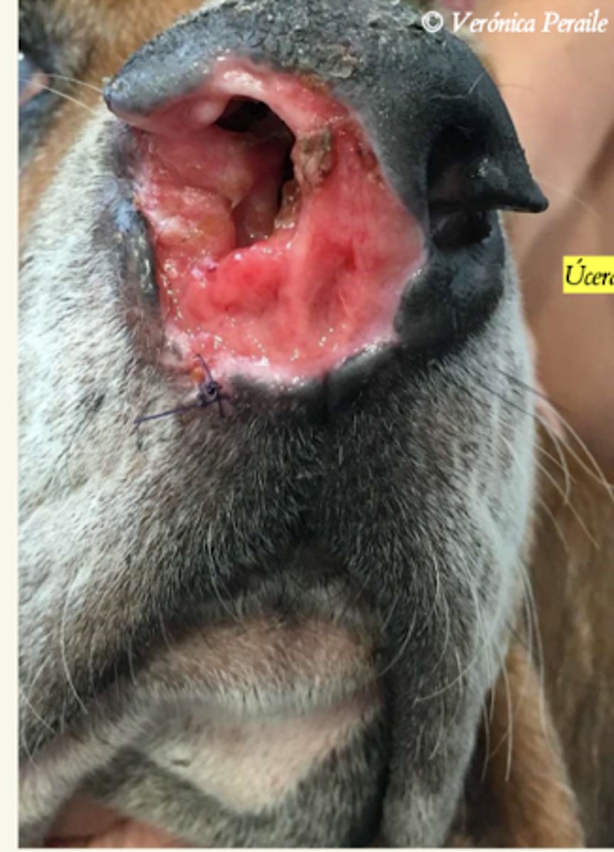 <p>¿lesión?</p><p>¿primaria o secundaria?</p>