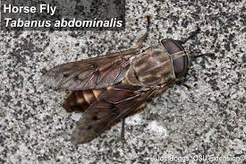 <p>Horse Fly </p>