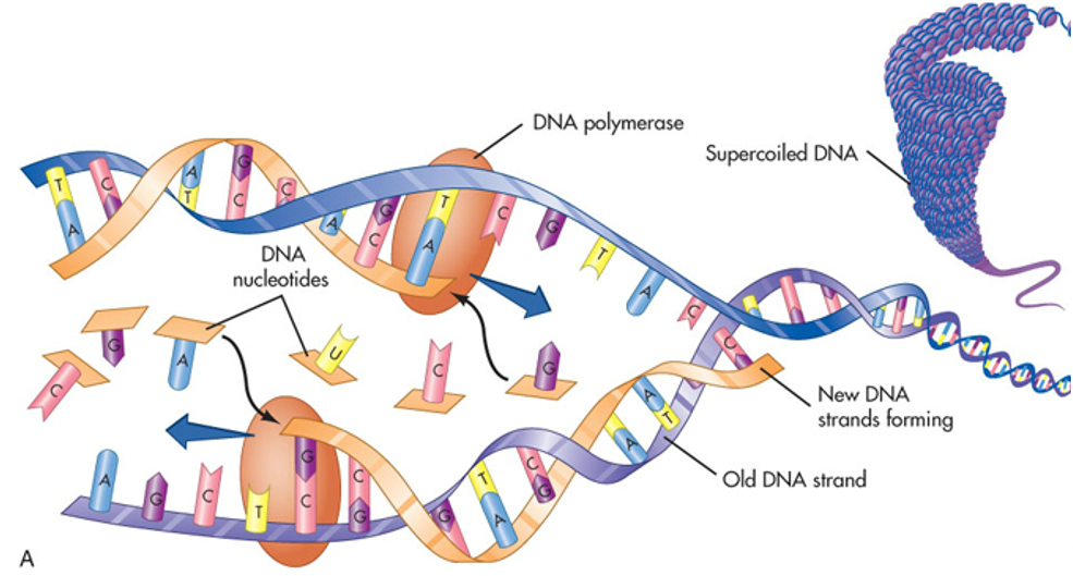 <p><span>The role of the DNA polymerase is to read the strand and add the pair corresponding to their nucleotide. (A-T ; G-C.) If mutated, it won’t do his job efficiently and create a mutation of the gene leading to the production of improper protein.</span></p><p><br></p>