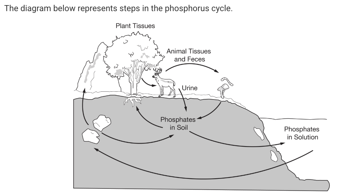 <p><span><span>Which of the following statements is best supported by the diagram of the phosphorus cycle?</span></span></p>