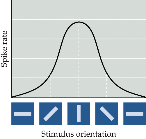 <p>each neuron is sensitive to a _______ ________</p>