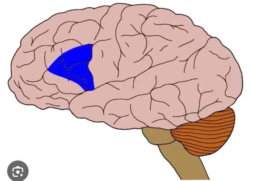 <p>Broca’s Area</p>